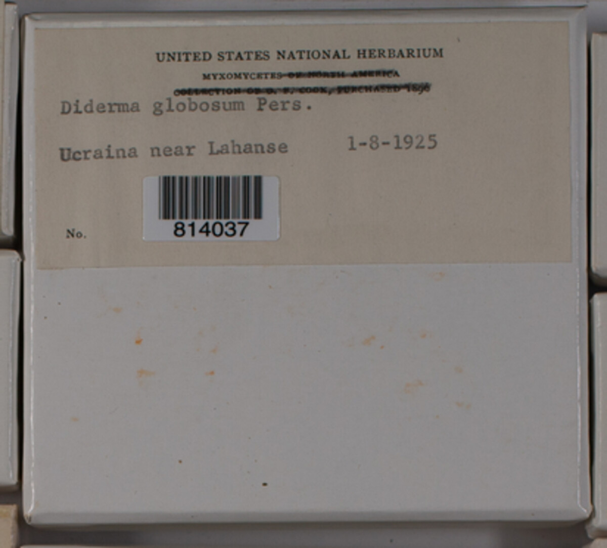 Diderma globosum image